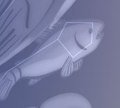 poisson.JPG